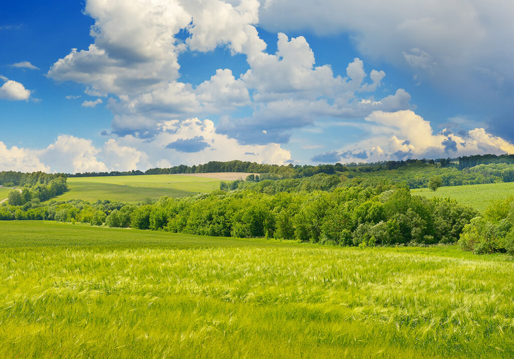 Wheat field and blue-sky landscape